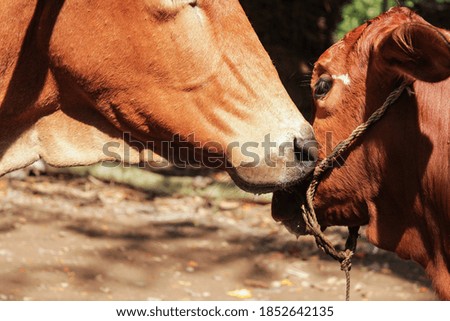 Mother cow and calf, head photo of domestic animal. 
