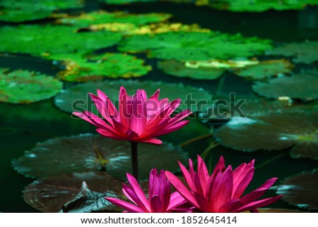 The red lotus has large leaves and green in the pond in nature.