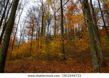 Autumn forest trees for natural autumn background