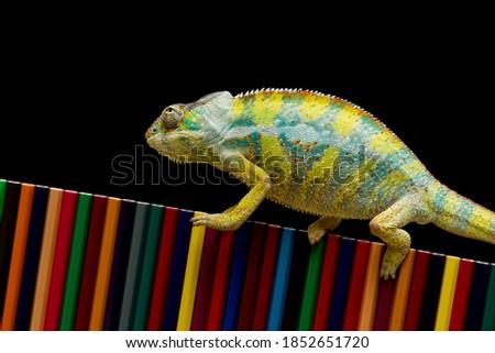 
Chameleon Panther is developing its color on colored pencils, chameleon panther on pecil colors