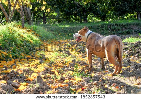 American Staffordshire Terrier pictured in autumn nature image