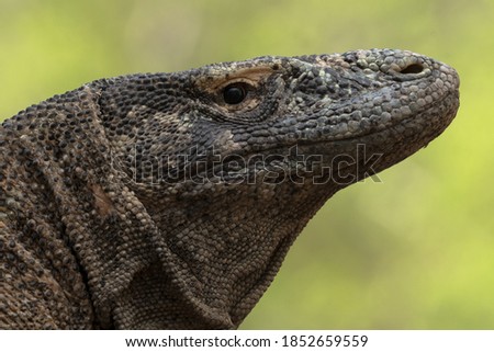 Portrait of Komodo dragon lizard close up in Indonesia forest