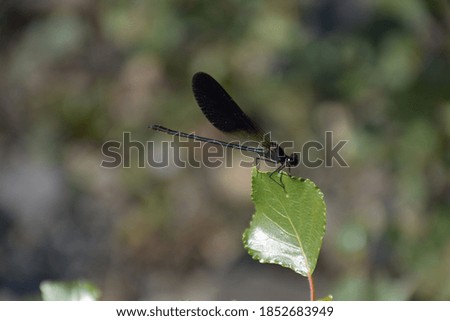 Dragonfly sitting on a leaf near a stream in Tuscany
