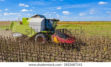Above  view at agricultural harvester is cutting and harvesting mature sunflower on farm fields.