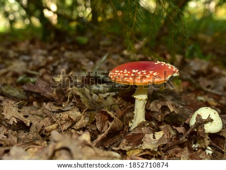 Red mushroom amanita toxic, also called panther cap. False blusher amanita mushroom in the forest against the background of green vegetation