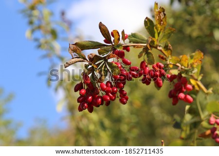 Berberis vulgaris, Barberry. Wild plant photographed in the fall. Royalty-Free Stock Photo #1852711435