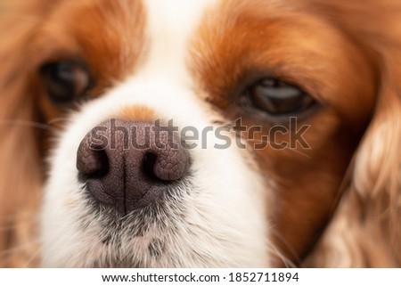 Close up photo of dark pink dry dog nose. Front view of dog head resting on table. Focus on nose. Relaxed red orange long hair cavalier king charles spaniel. Concept for superior sense of smell. Royalty-Free Stock Photo #1852711894