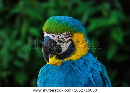 A beautiful parrot with colourful photos