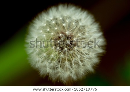 dandelion flower seed affix photo
