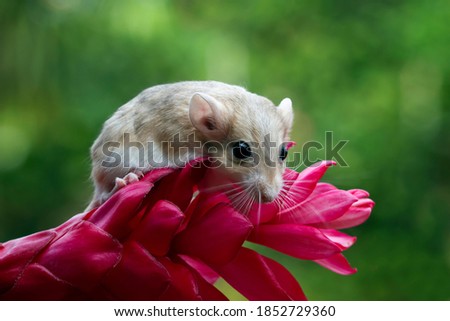 Cute gerbil mouse closeup face, Garbil mouse on red flower