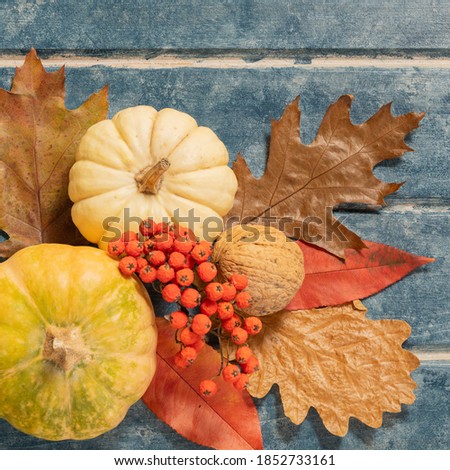 Thanksgiving wooden background with decorative pumpkins. Autumn still life. Halloween holiday.
