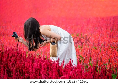 A beautiful woman taking a picture of a lovely red celosia flower garden at I Love Flower Farm,woman taking Chiang Mai.