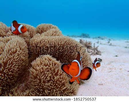 It is a picture of anemone fish.