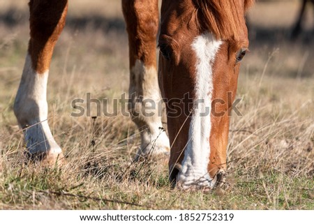 Extreme closeup of a young purebred arabian mare on autumn golden grassland pasture eating