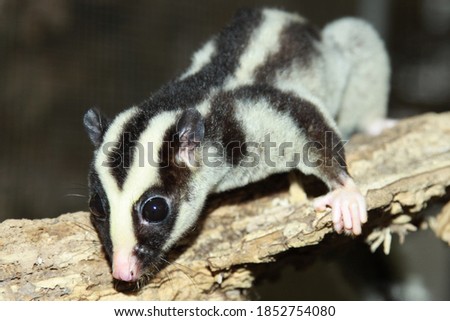 Common striped possum (Dactylopsila trivirgata)