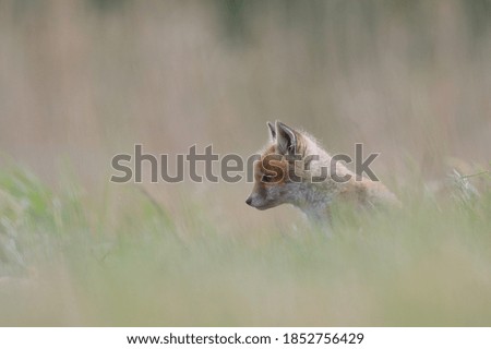 Red fox (Vulpes vulpes) fox