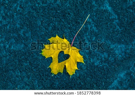 Creative maple leaf lying on the ground in the park