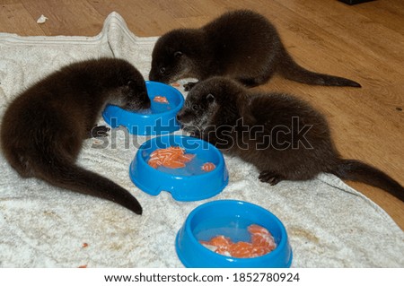 Eurasian Otter (Lutra lutra) Cubs,abandoned orphans in care.