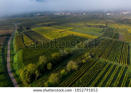 A drone view of the stunning expanse of the Vosges foothills. Autumn vineyards in the morning fog. France