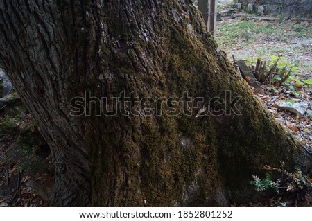 The trunk of an old oak tree covered with moss.