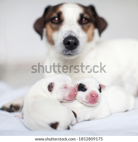 Newborn puppy with mother dog on white bed