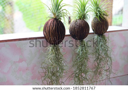 Hanging Spanish moss  or Tillandsia  plants is plant with no roots hanging down, absorbs water  and moisturized from the air. Thai likes to grow and decorate house as ornamental and lucky plant. 