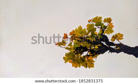 vine branches forming like a tree