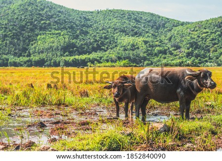 Family of Water Buffalo Standing graze Together rice grass field meadow sun, forested mountains background, clear sky. Landscape scenery, beauty of nature animals concept late summer early autumn day