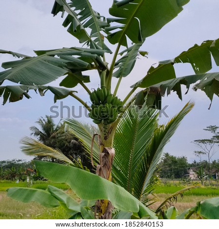 unripe bananas hanging on the tree