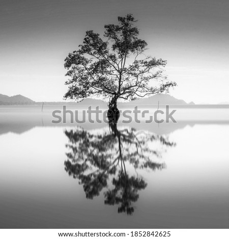 Fine art minimalist landscapes tree with beautiful reflections in black and white at a lake
