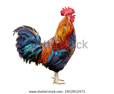 Beautiful Colorful Rooster, crowing cock isolated on a white background Royalty-Free Stock Photo #1852852471