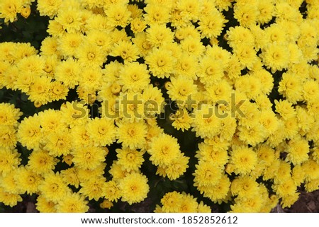 a bouquet of beautiful chrysanthemums, autumn is the brightest