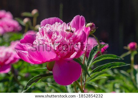 A wasp and an ant on a pink peony flower take places and pollinate the plant.