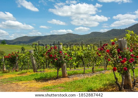 Vineyard at the Hunter Valley, is a region of New South Wales, Australia, with red rose bushes, cotton-like clouds and blue sky Royalty-Free Stock Photo #1852887442