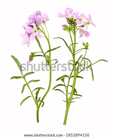 Light pink cuckoo flower as close-up, isolated
