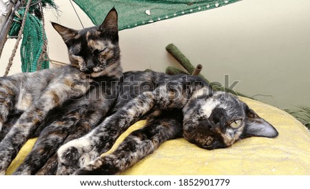 cute two kitties relaxing background