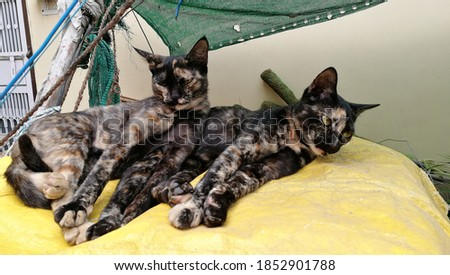 cute two kitties relaxing background
