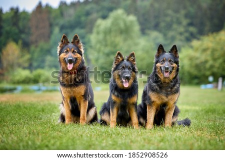 Three Bohemian shepherd dogs, bitches, sitting directly in front of camera, purebred, with typical black and brown color marks. Active, similar to German shepherd, dogs for active duty. Czech republic
