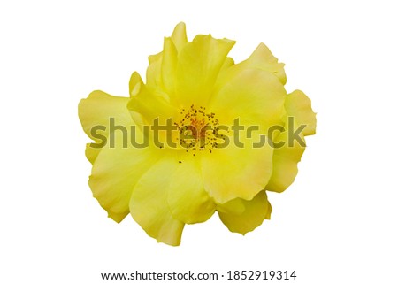 Yellow of rose bloom on white background