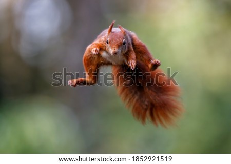 Eurasian red squirrel (Sciurus vulgaris) jumping in the forest of Noord Brabant in the Netherlands. Green background. Royalty-Free Stock Photo #1852921519