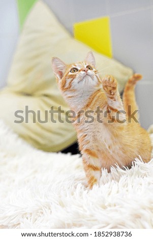 a ginger tabby kitten is played and raised its paw. portrait of a kitten on a light background. vertical photography.