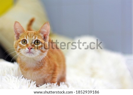portrait of a beautiful ginger kitten on a light background. Red-headed cat.