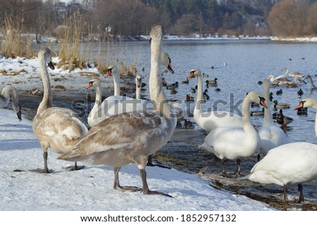outdoor image of white swans and ducks on lake at winter time