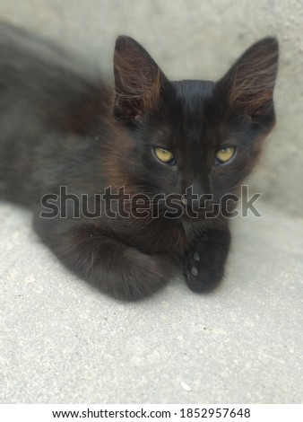 Little black cat with yellow eyes
