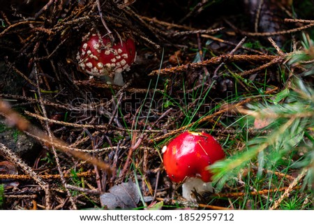Close-up of a Amanita poisonous mushroom in nature, hidden