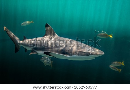 Blacktip reefs shark swimming in deep green water with sun lighting.