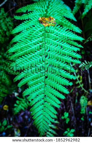 moody green fern closeup picture