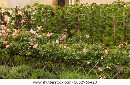 Royal castle Wawel with green garden with pink roses.