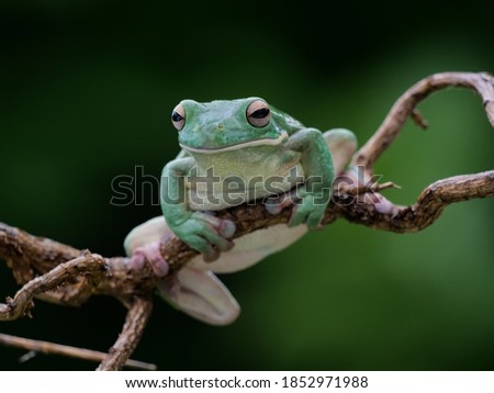 Giant tree frog, Litoria infrafrenata, on a twig, background green and blurred
