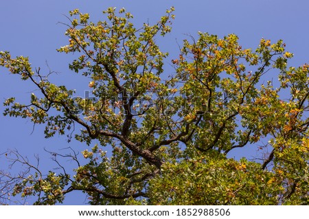 Striking German oak against a blue sky in a mixed forest in autumn with green, yellow and brown leaves
